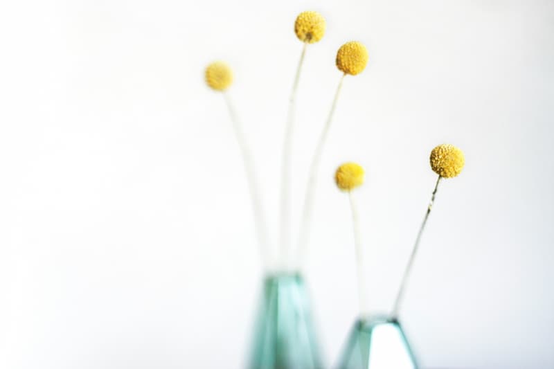 Trommelstöckchen auf weißem Hintergrund Gelbe Trommelstöckchen in schlichten Glasvasen vor hellem Hintergrund – minimalistisches Naturmotiv für eine ruhige Raumwirkung